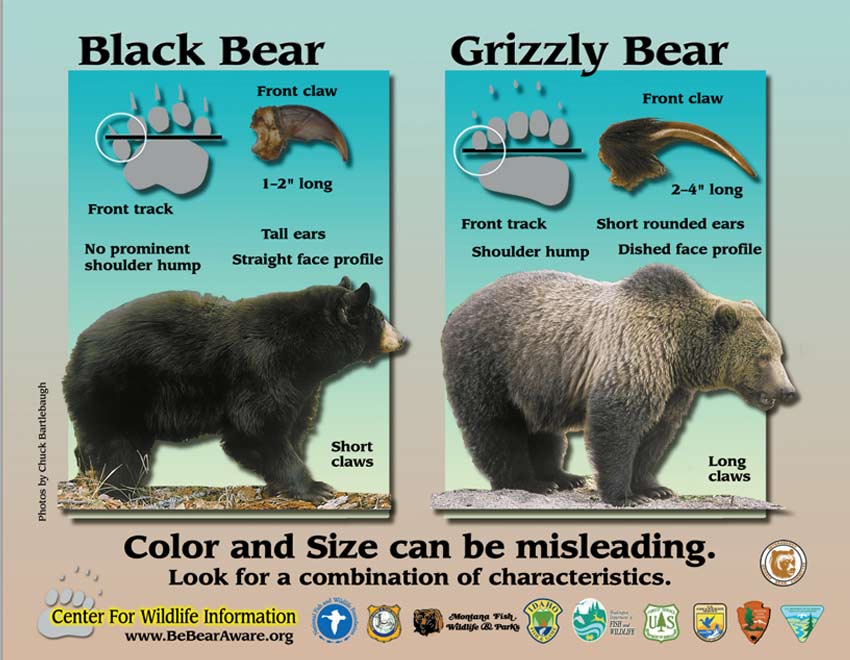 Grizzly versus zwarte beer
